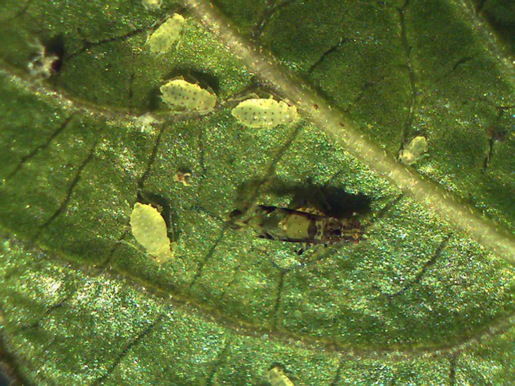 THE SECRET LIVES OF APHIDS