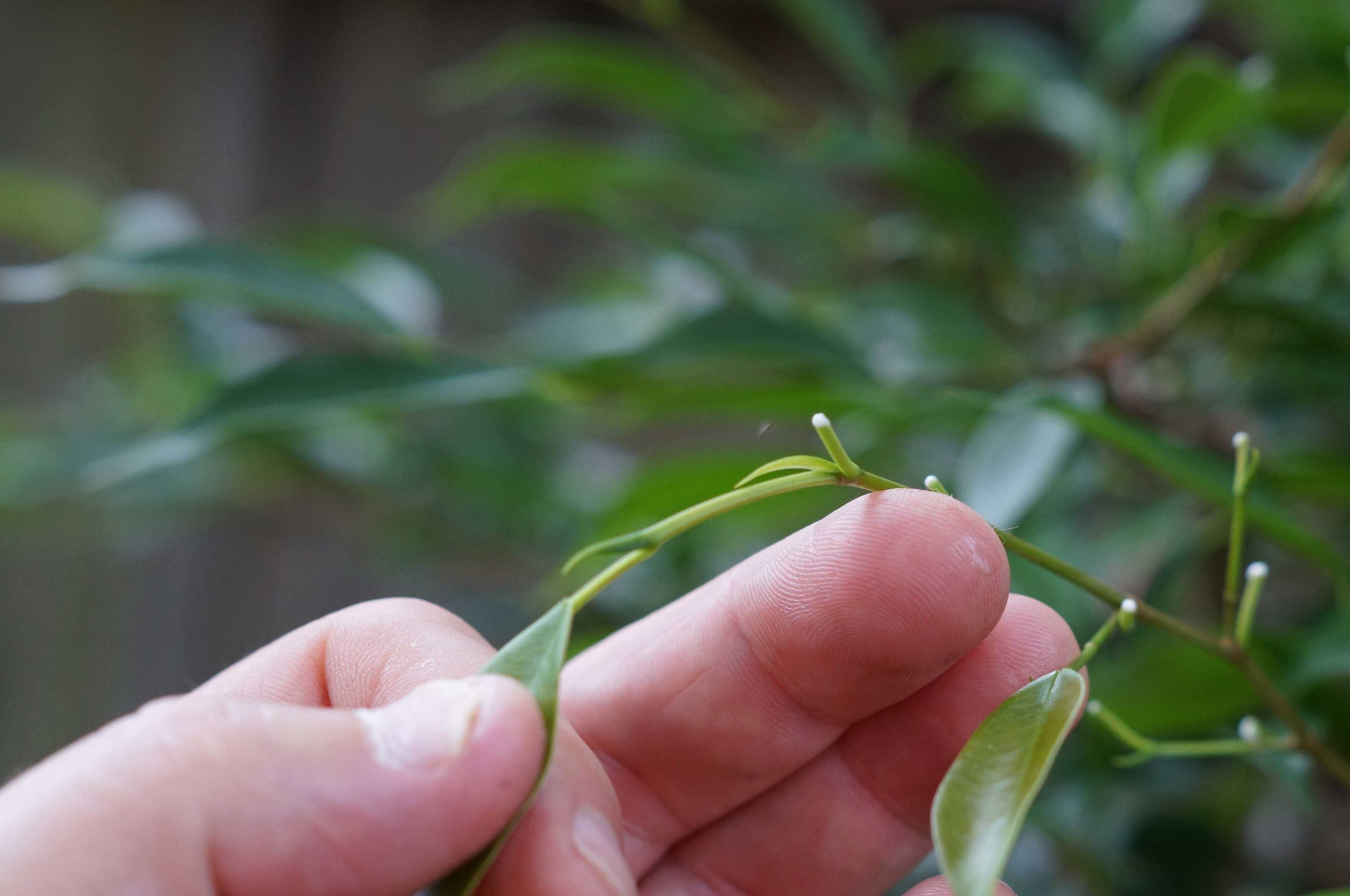 Ficus Bud