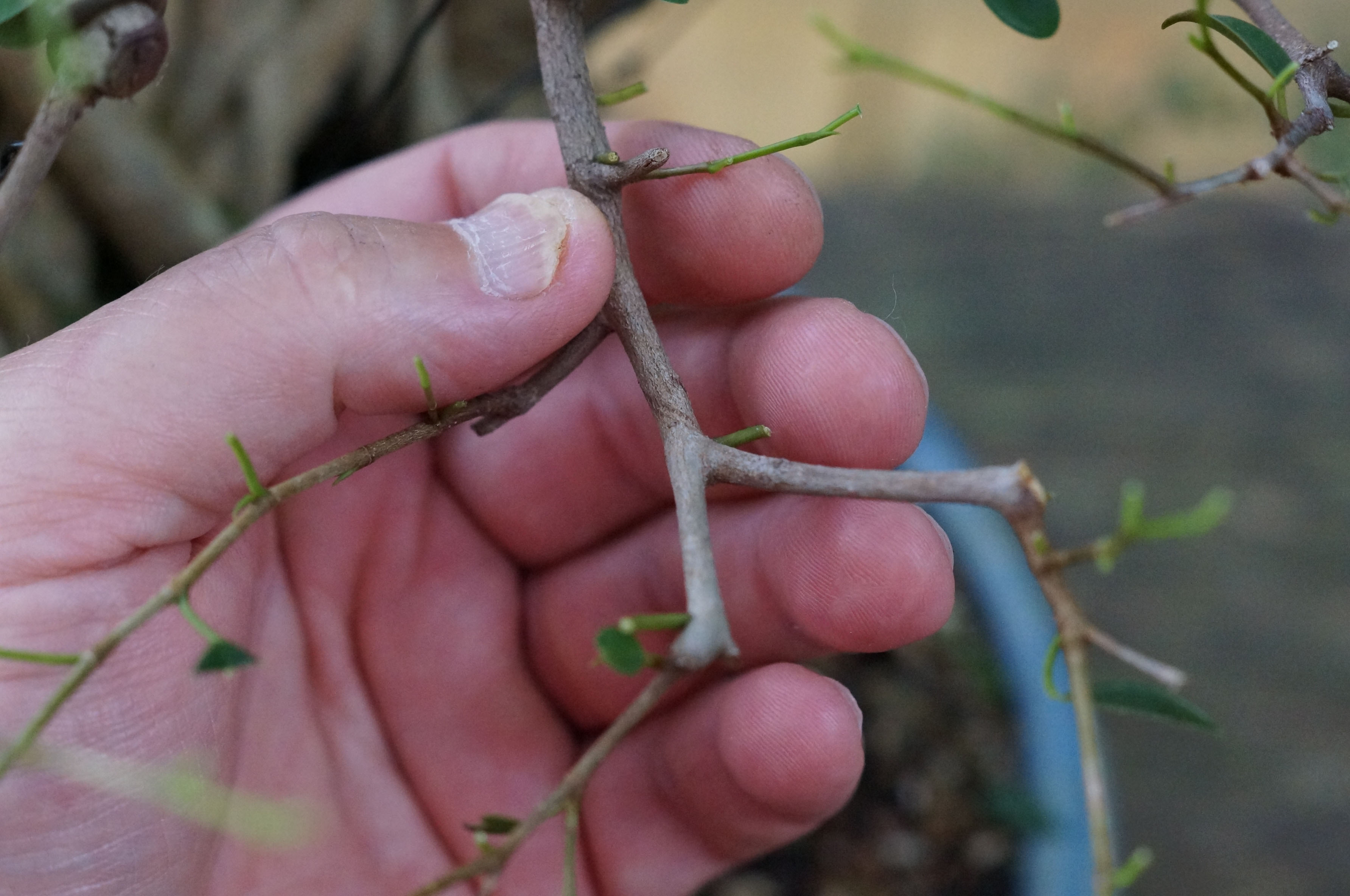 Branch Before Thinning
