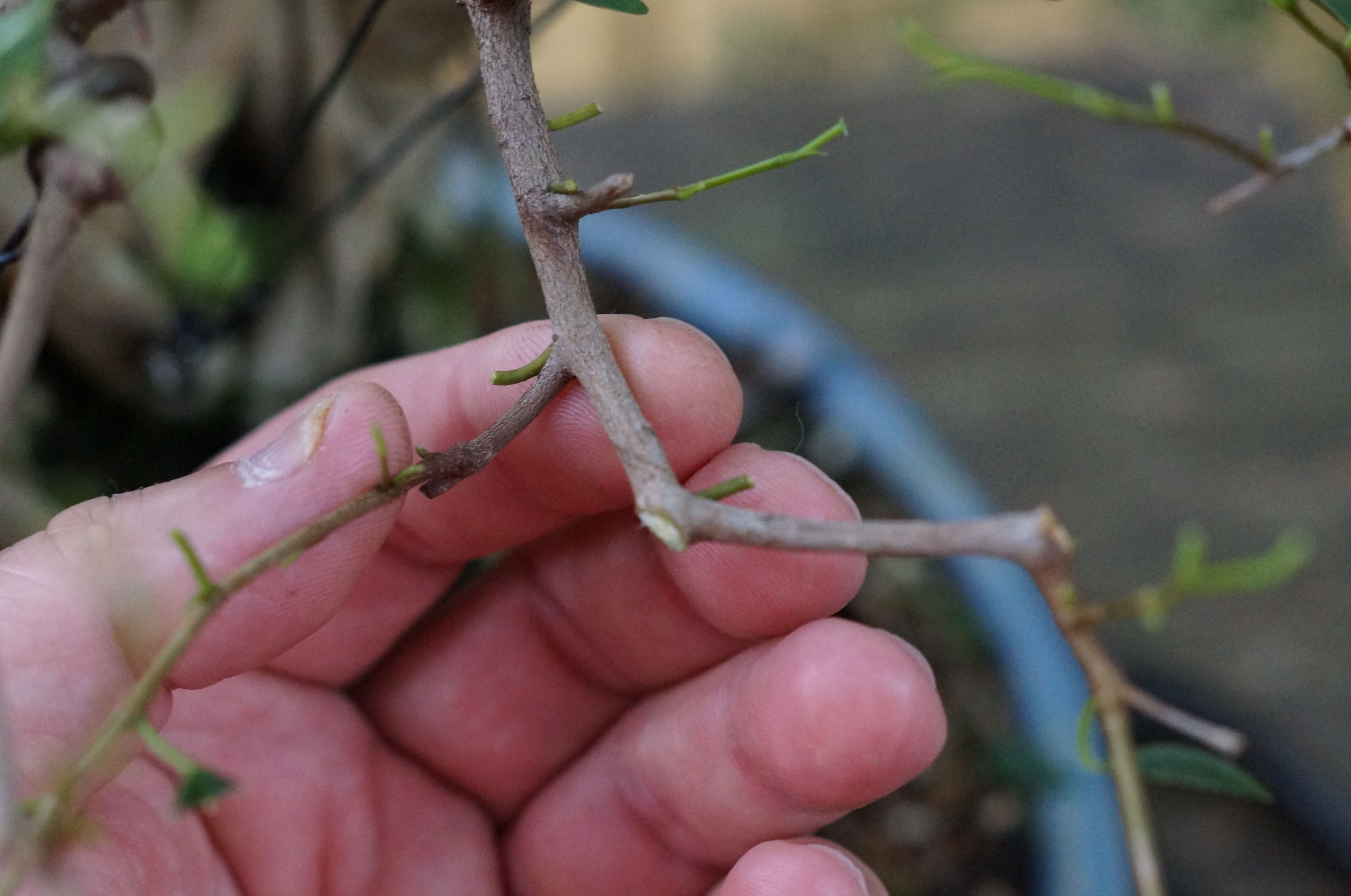 Branch After Thinning