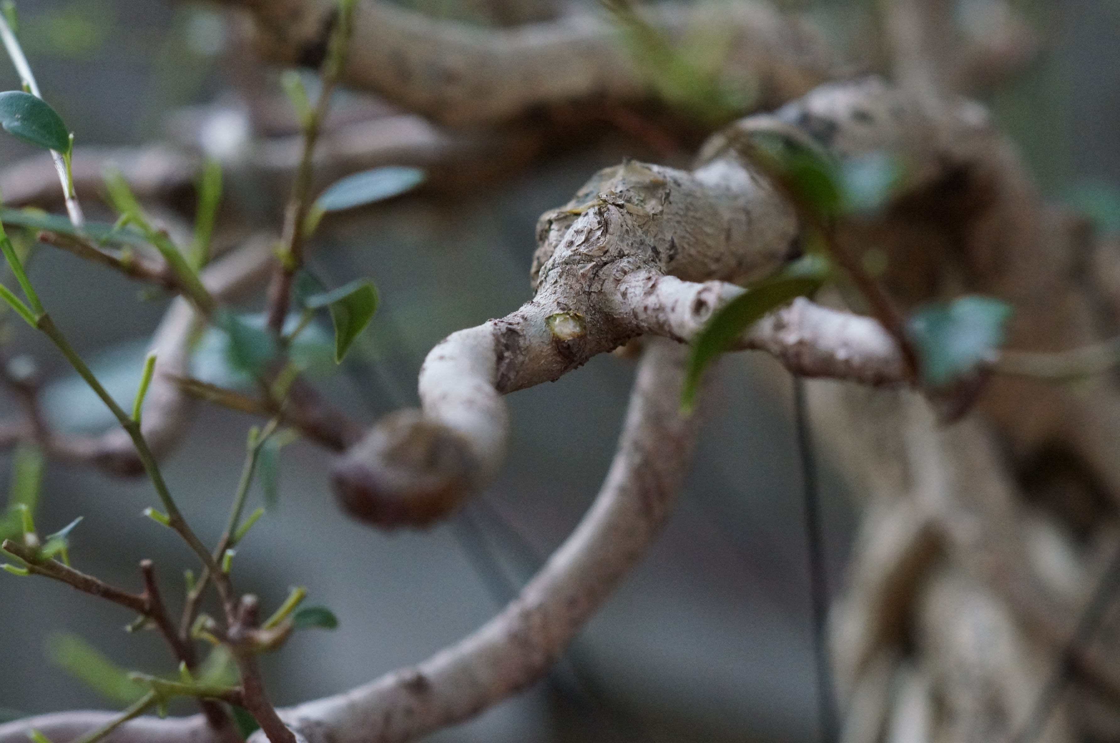 Crotch Growth Removed