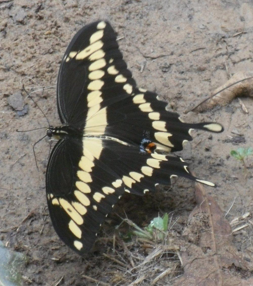 giant-swallowtail-1.jpg