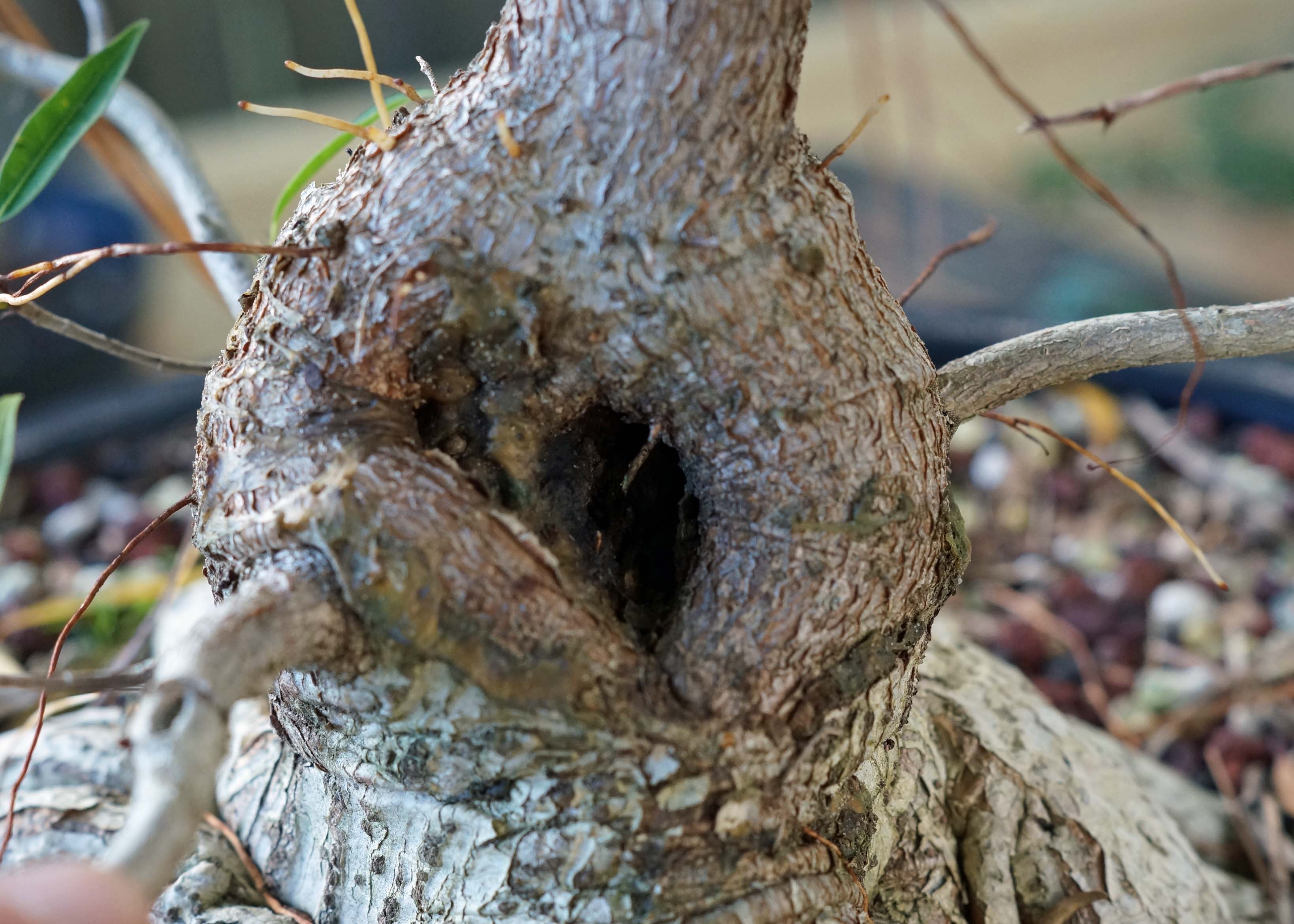 Ficus trunk with large wound and rot