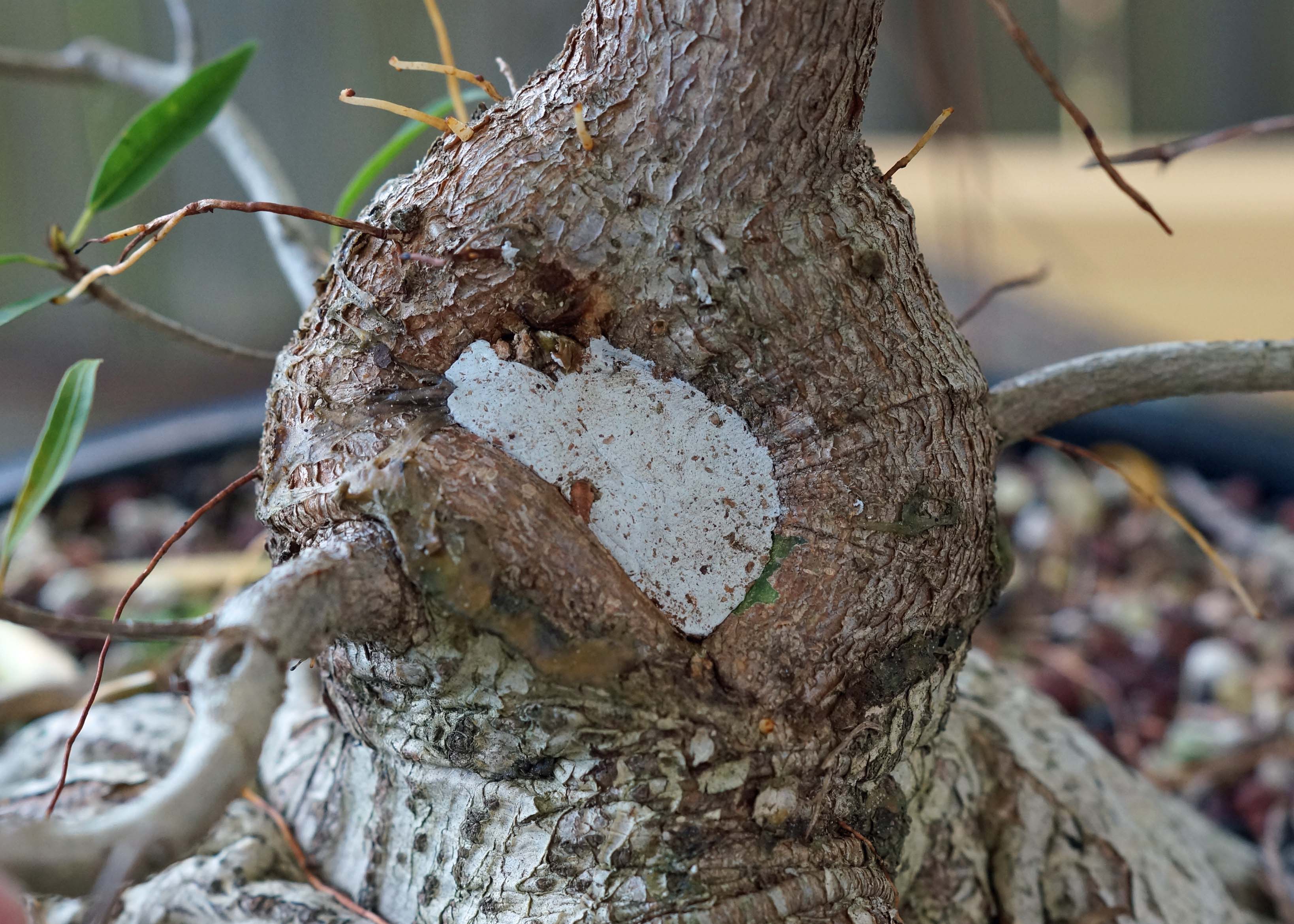 Ficus trunk repaired with epoxy putty