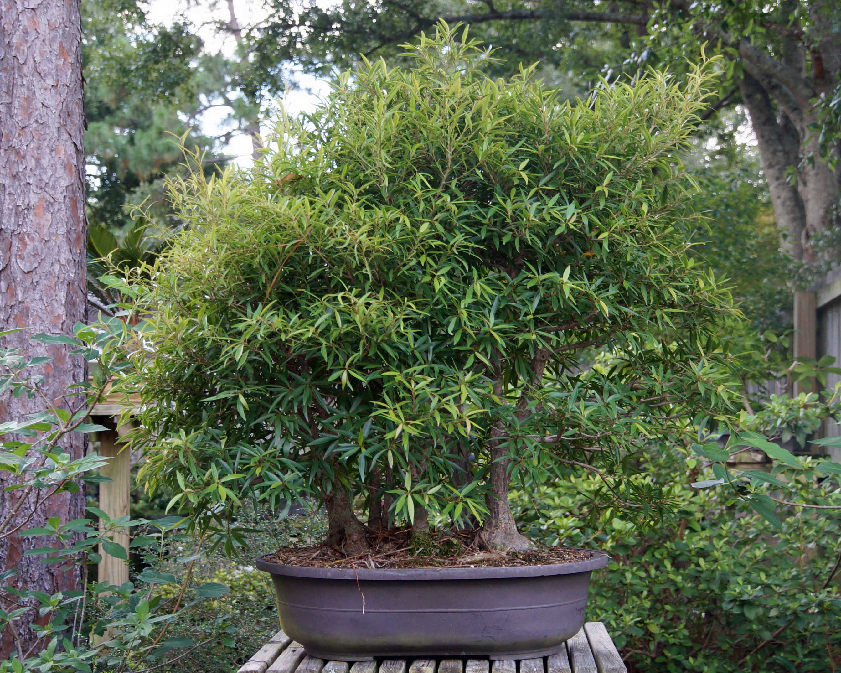 LARGE FICUS FOREST REPOT