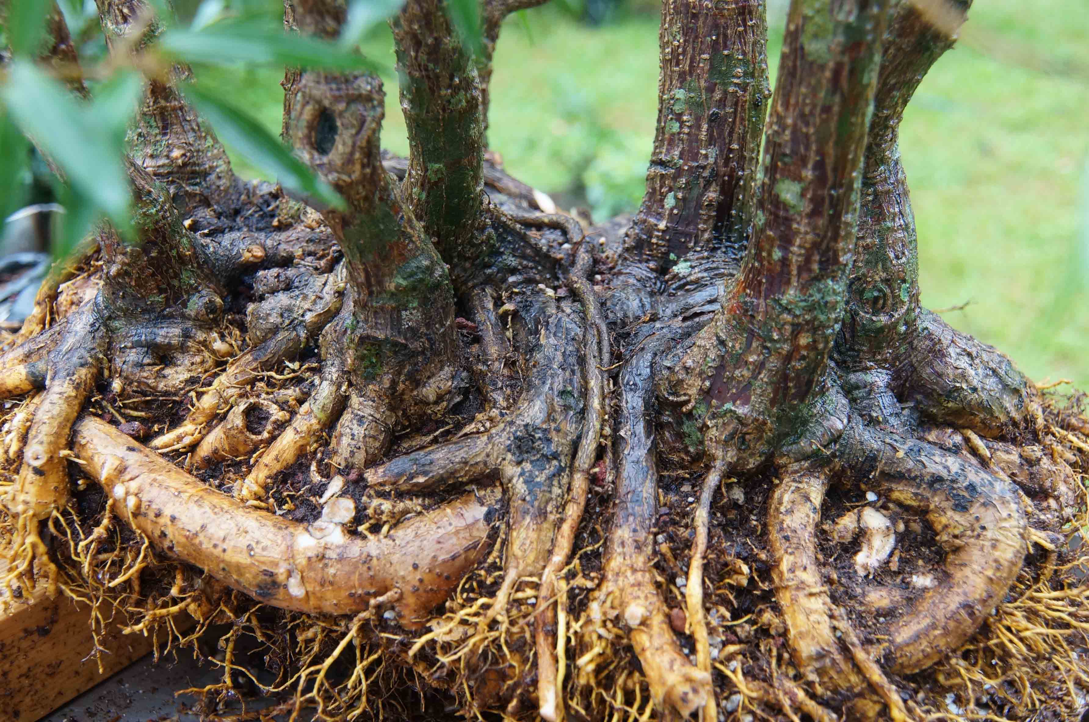 Offending Root
