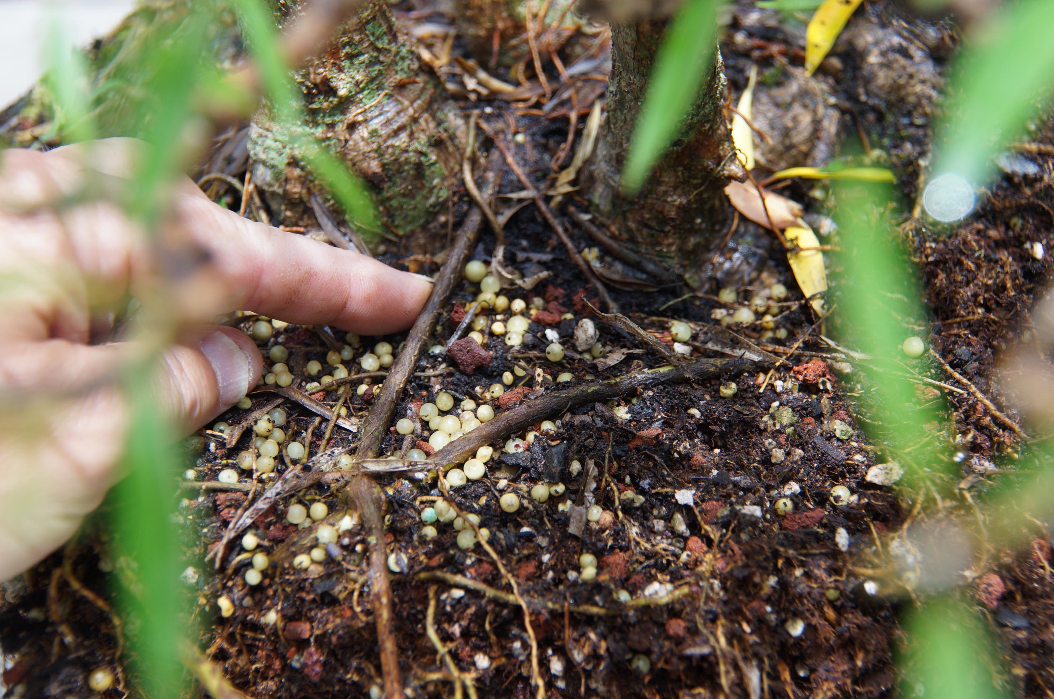 Crossing Root Removal