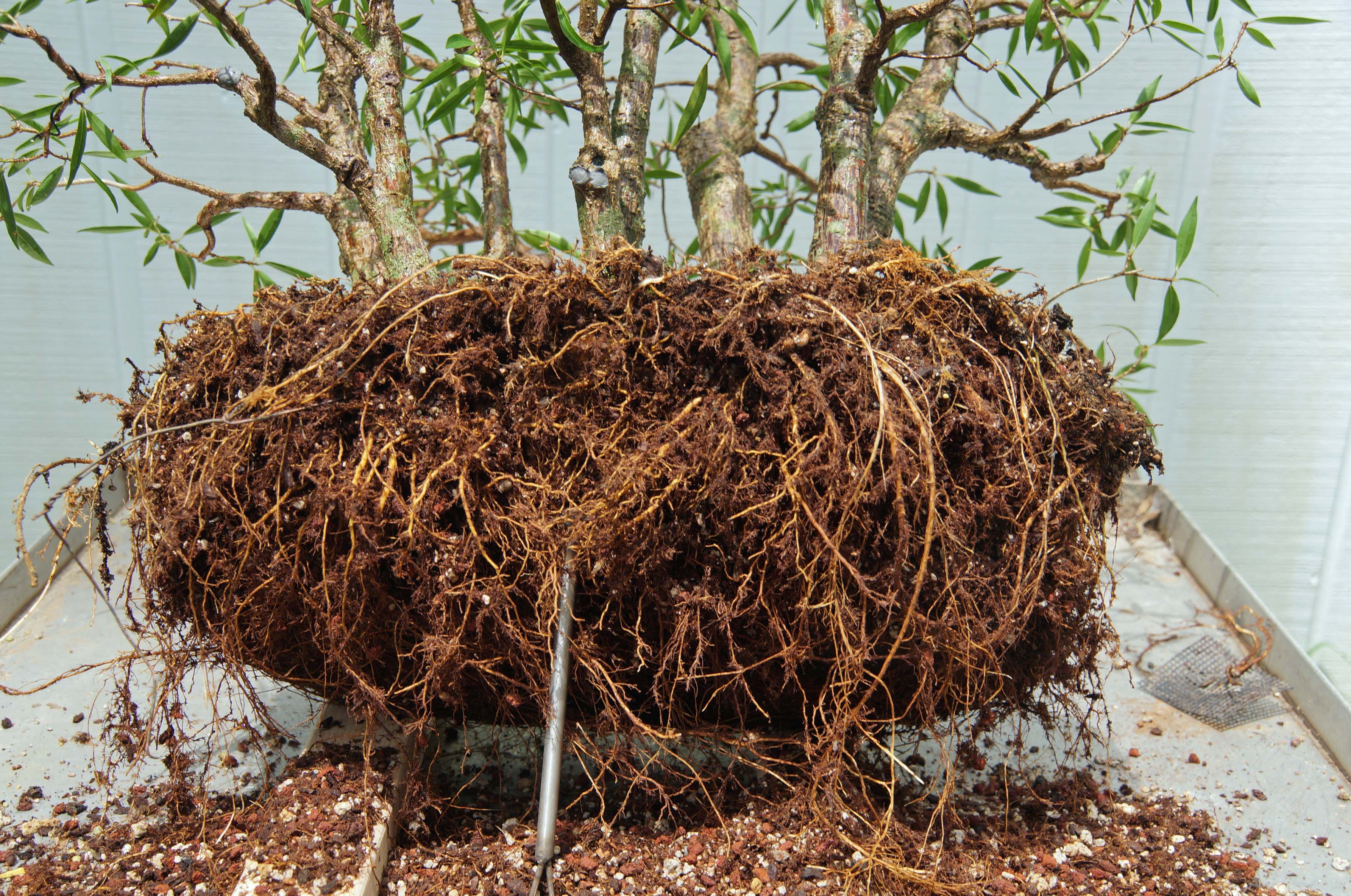 Teasing Out the Roots