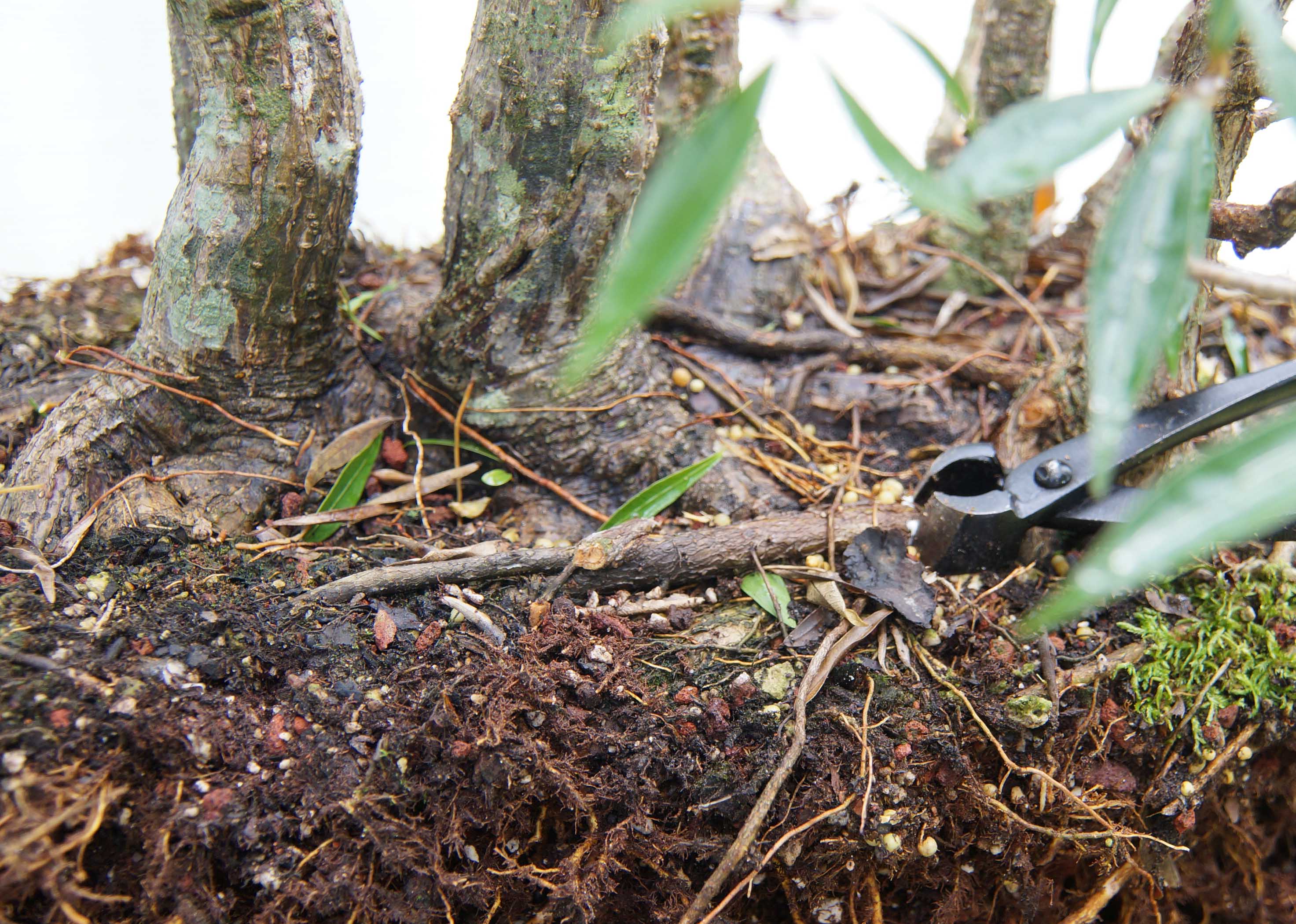 Crossing Root Removal