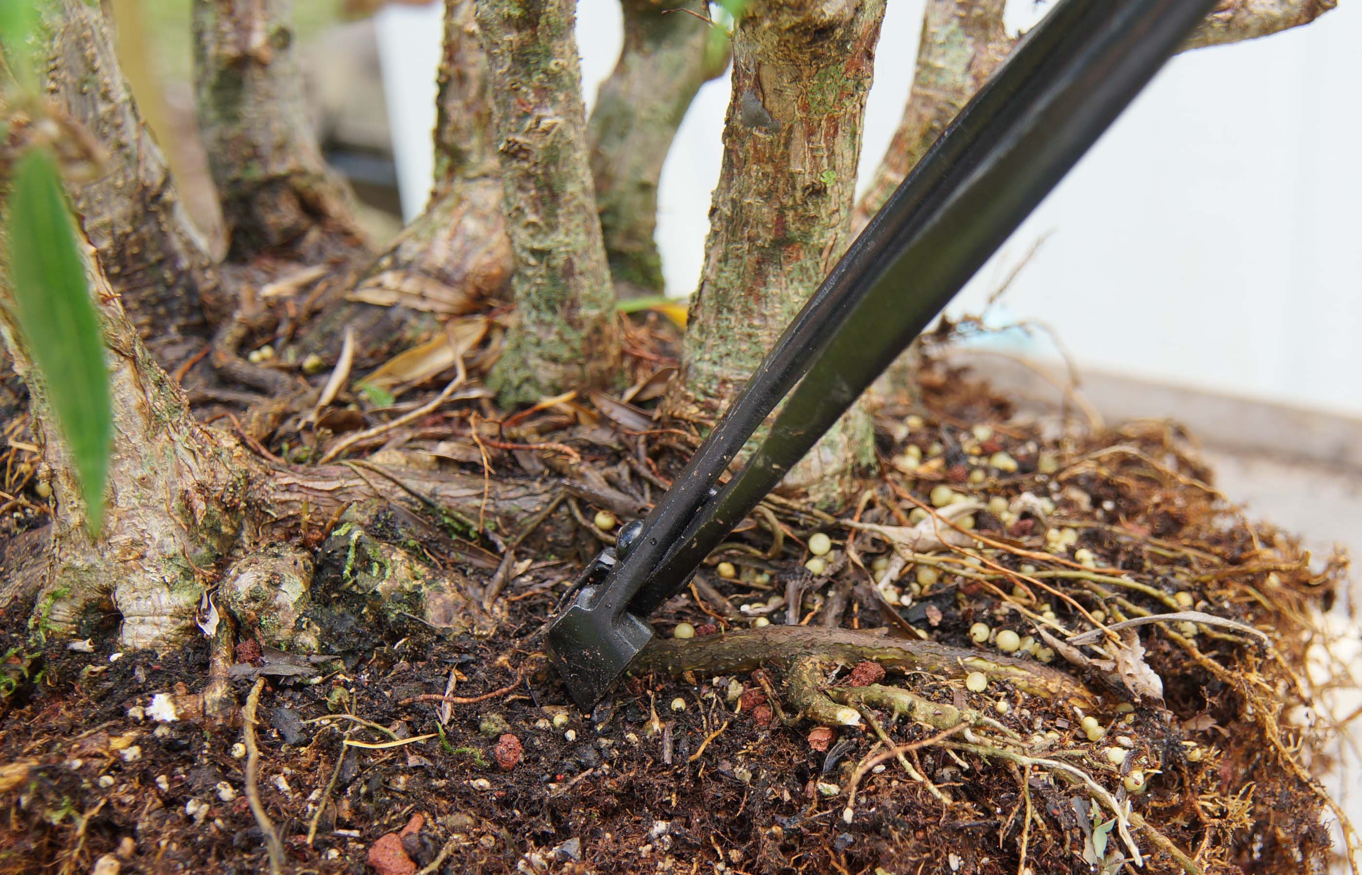 Crossing Root Removal