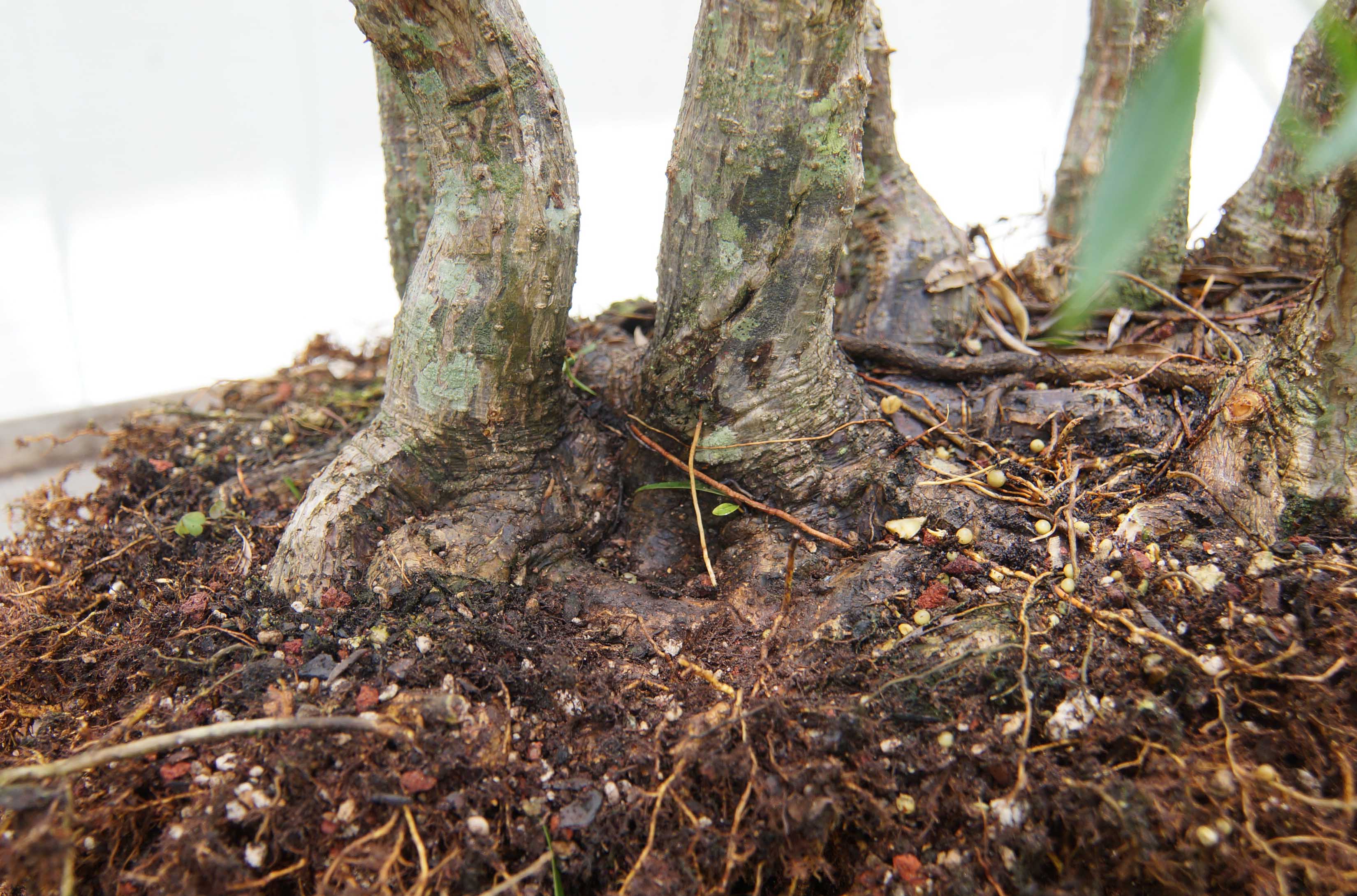 Crossing Root Removal