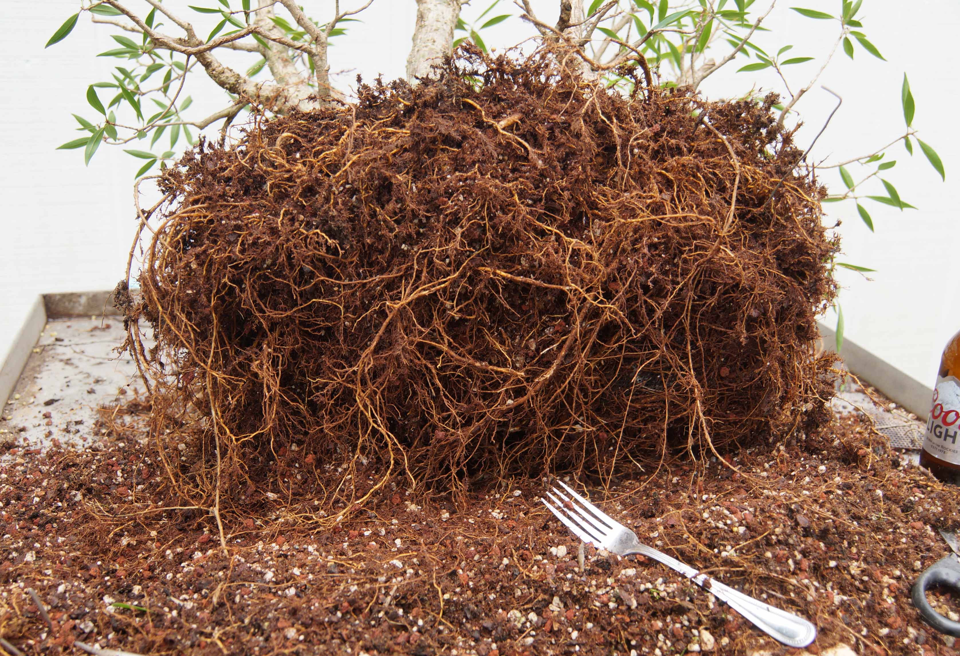 Teasing Out the Roots