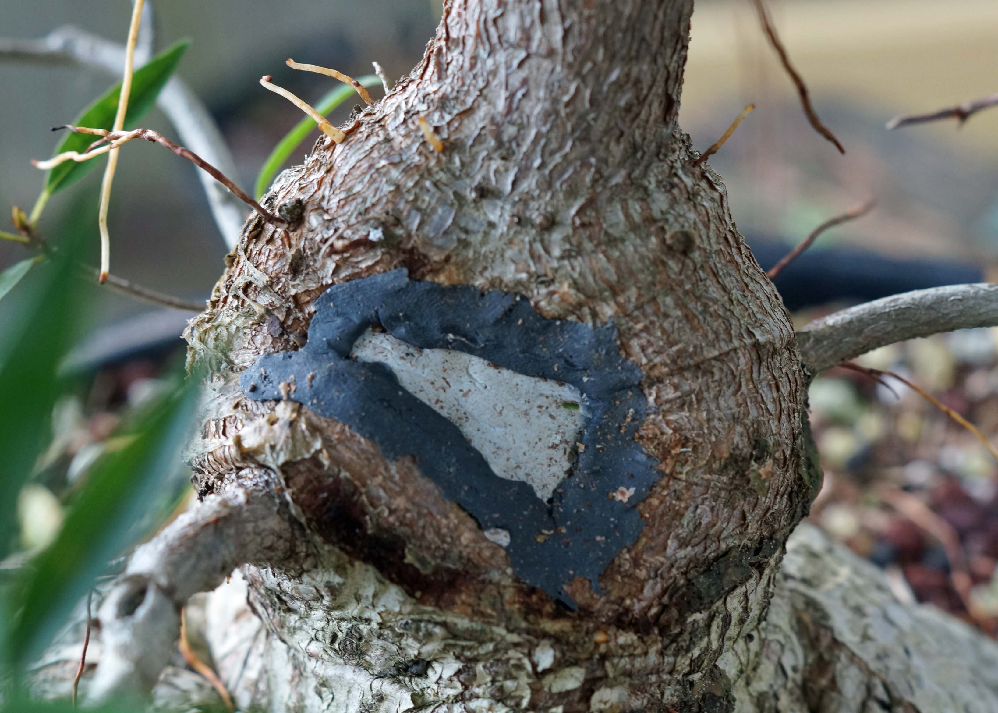 REPAIRING TRUNK DAMAGE AND ROT WITH EPOXY PUTTY