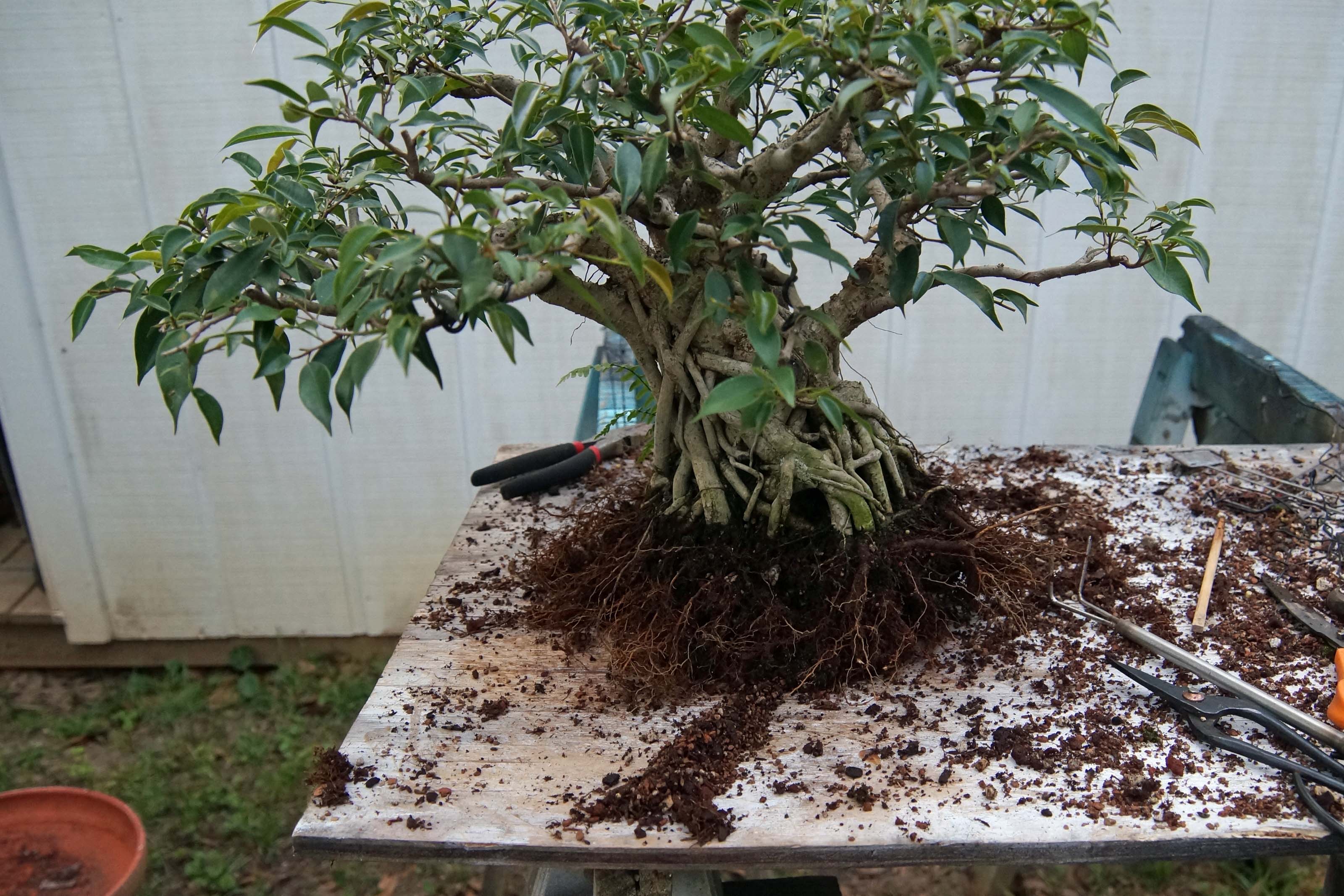 Roots, After Pruning
