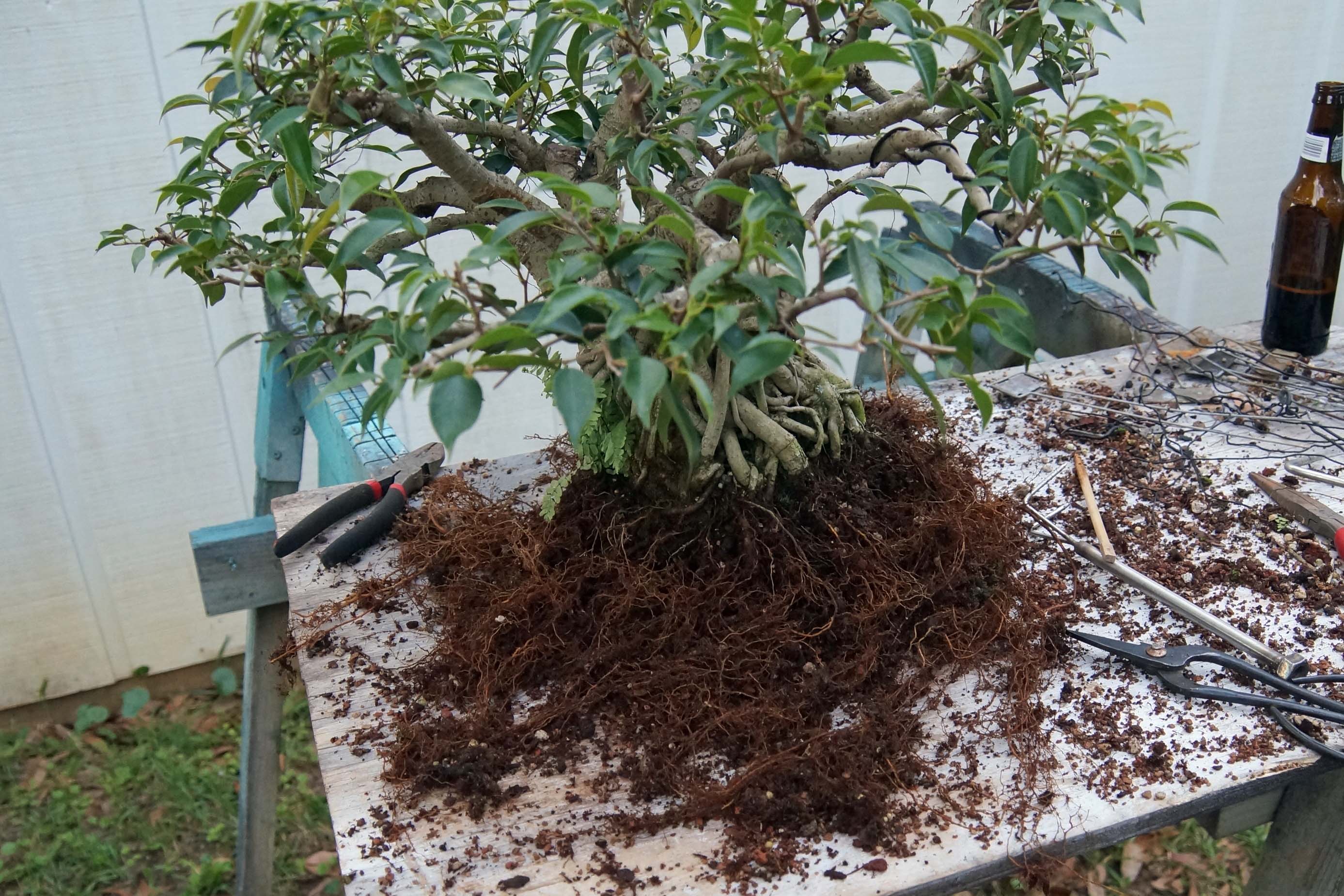 Roots, After Combing Out