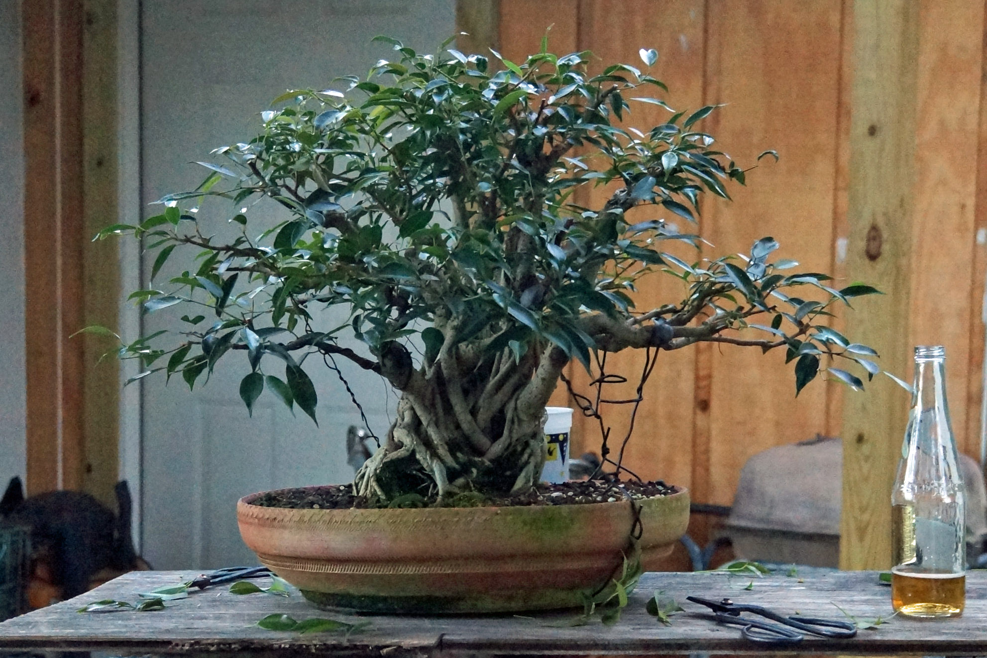 August 2016, After Trim