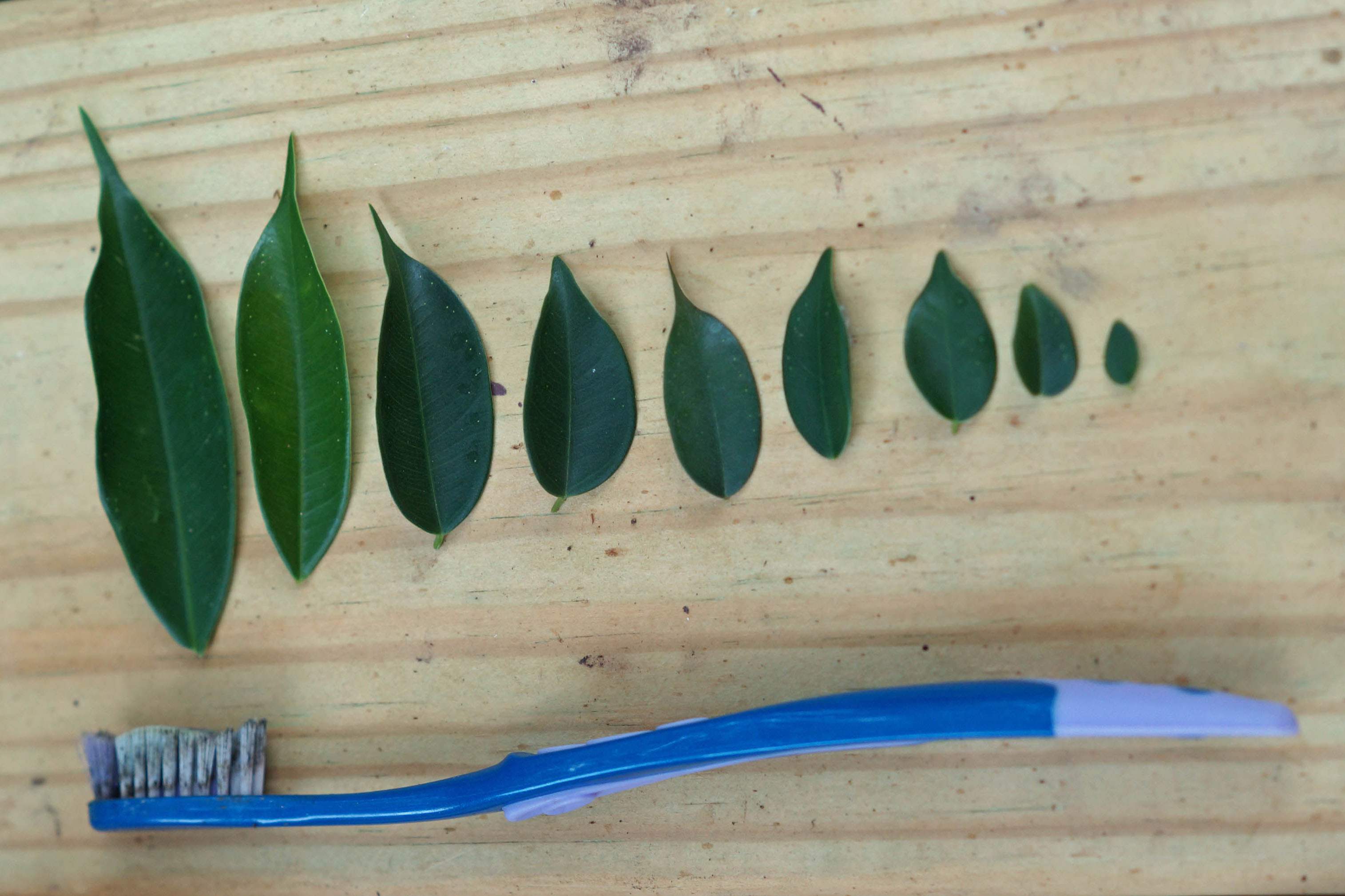 Different Leaf Sizes From the Defoliation