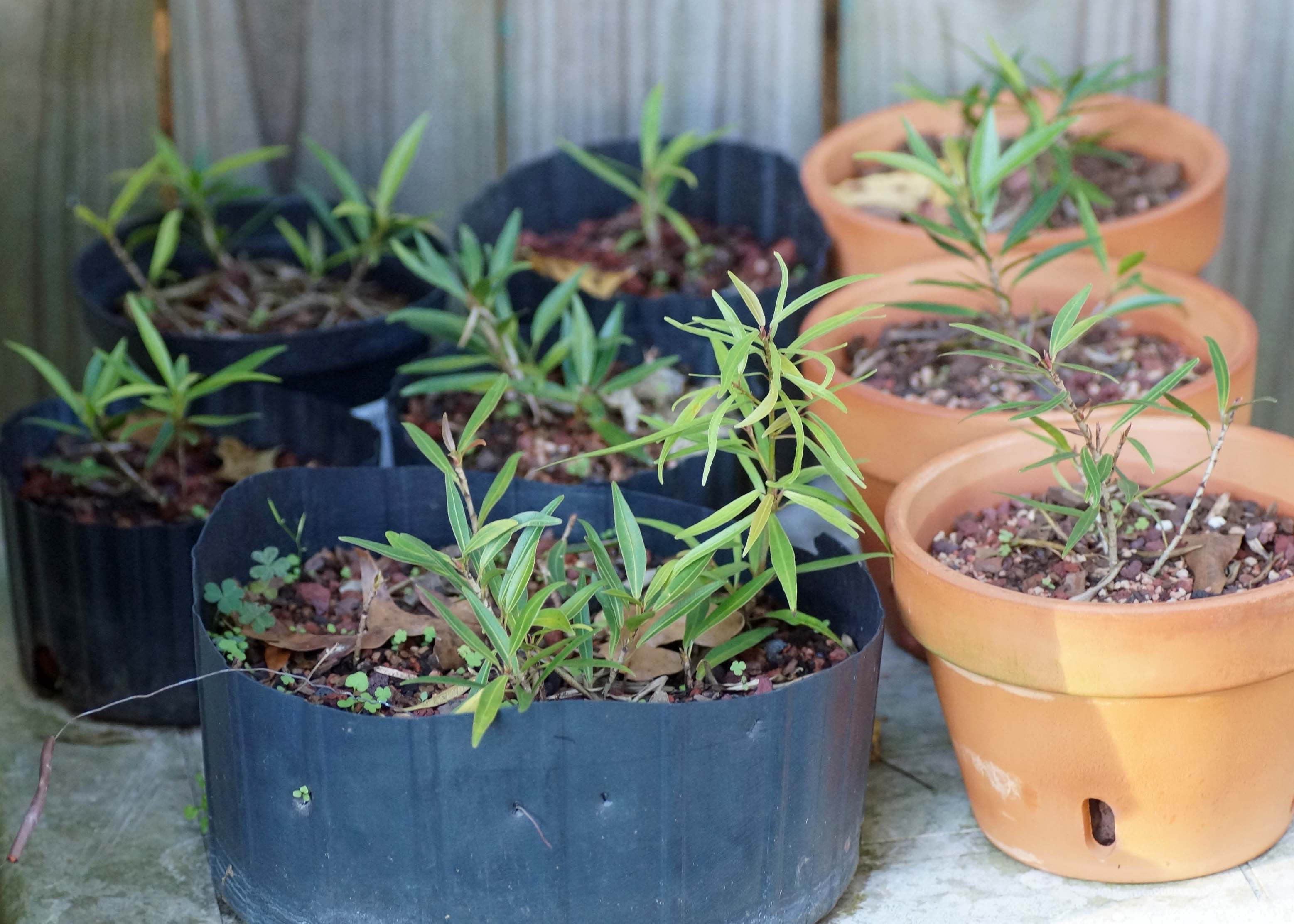 Cuttings, After Striking