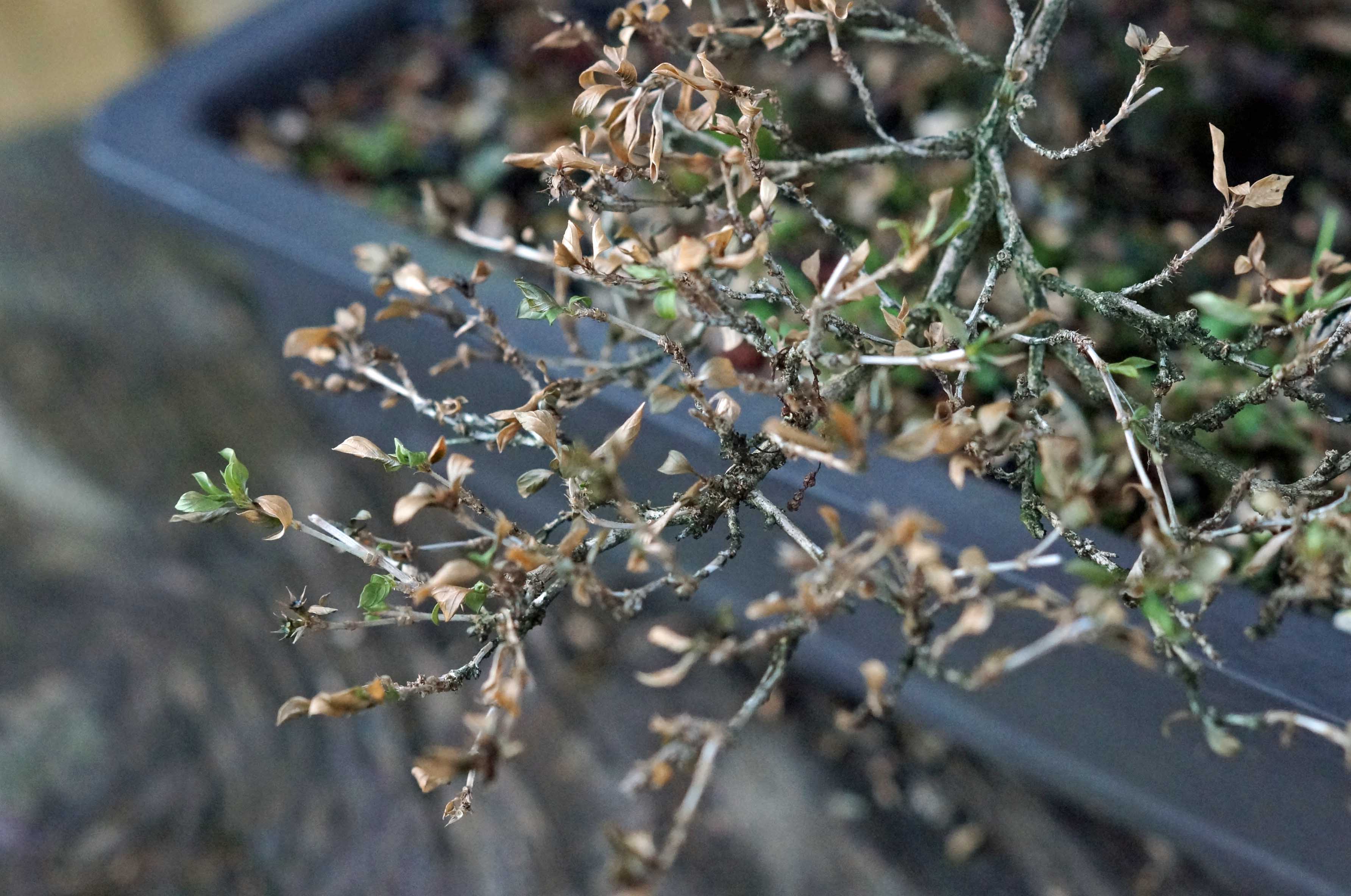 A GOODBYE FOR AN OLD FRIEND