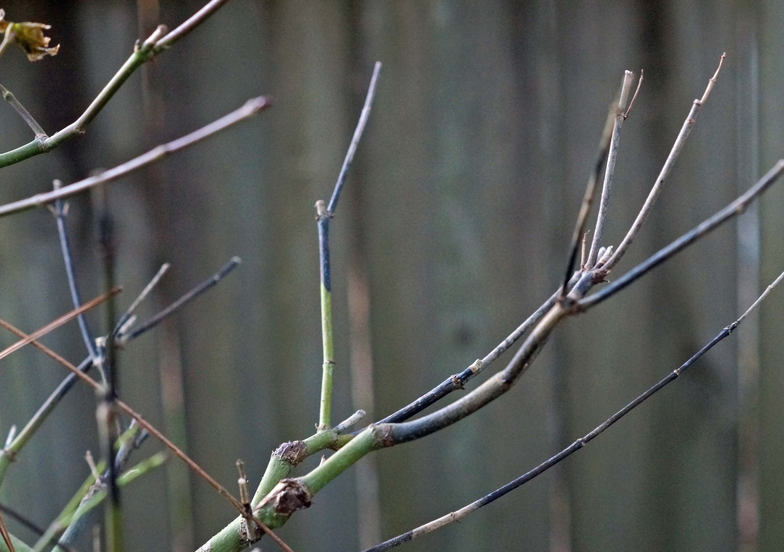 &quot;A&quot; IS FOR ANTHRACOSE