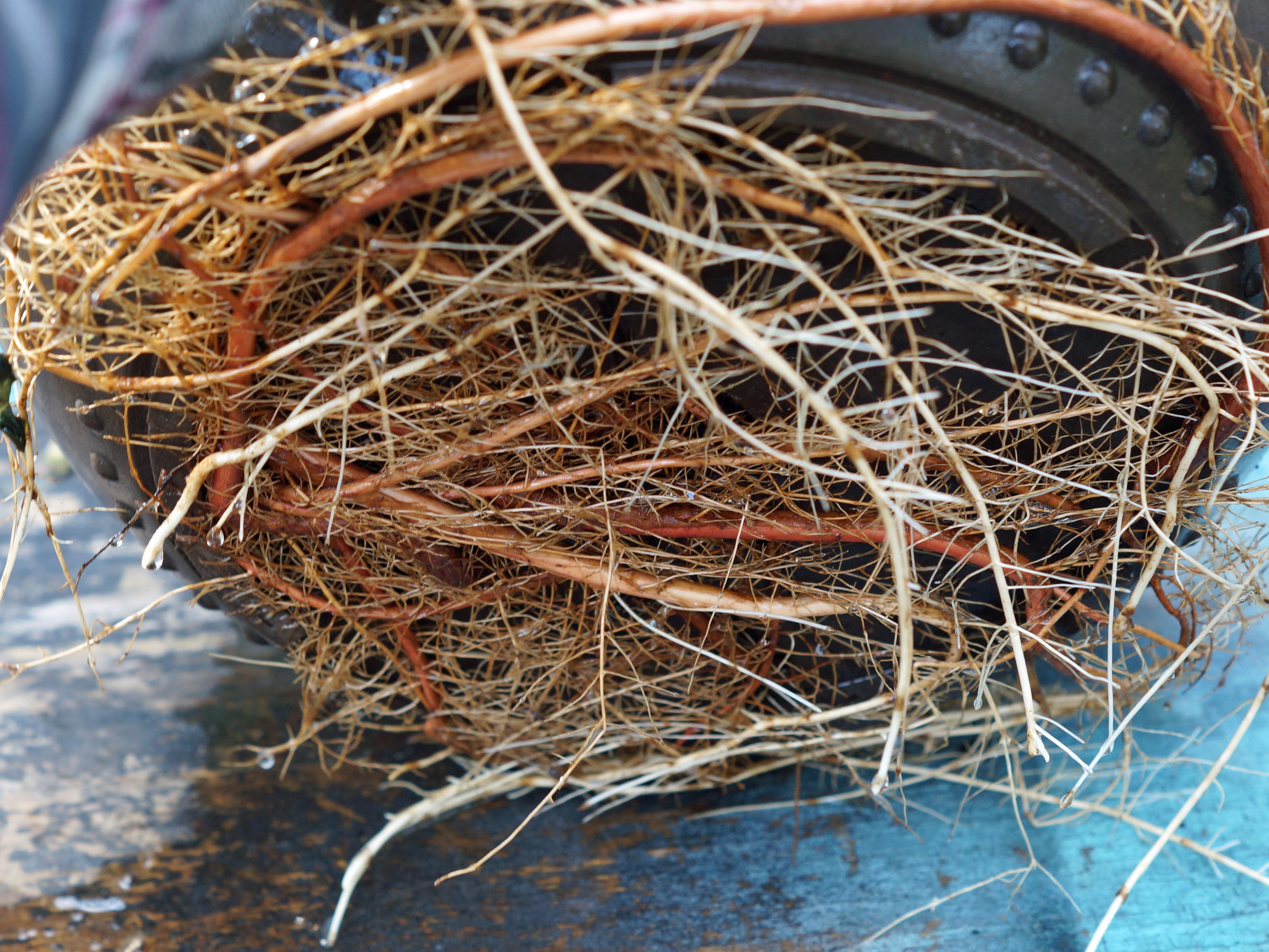 SUMMER ROOT GROWTH ON BALD CYPRESS