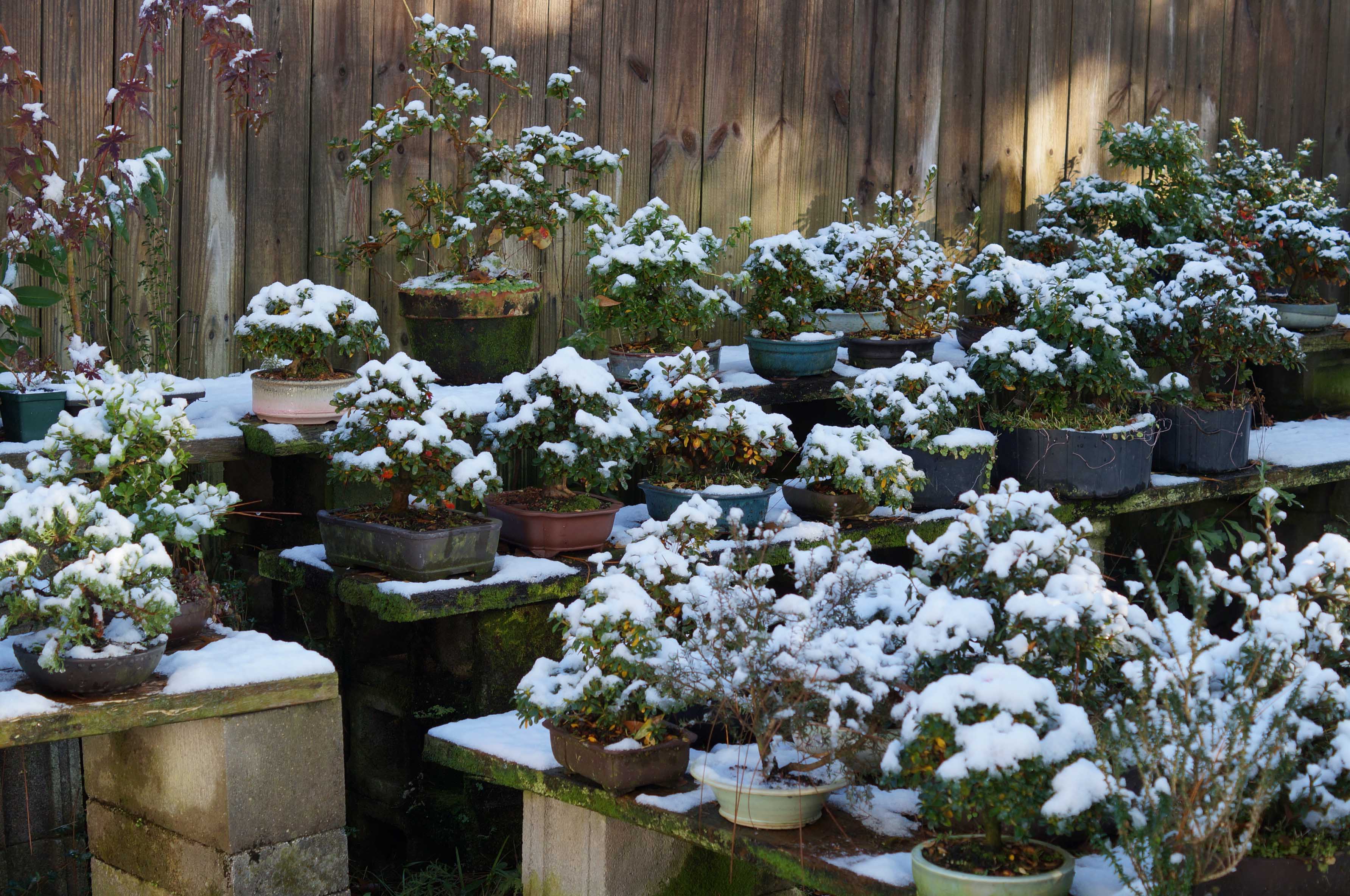 THE GREAT BLIZZARD OF 2017