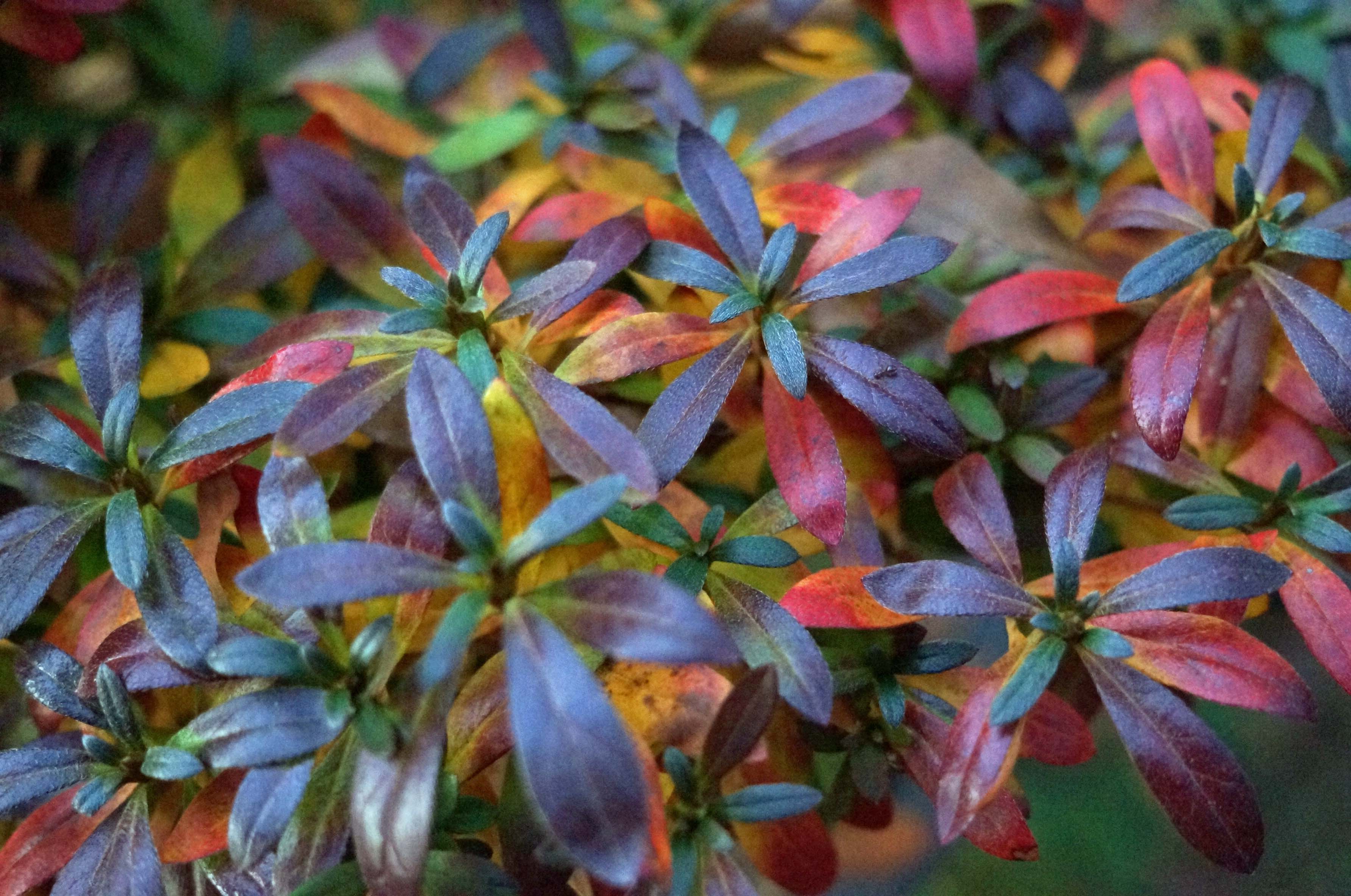 AZALEA WINTER COLORS