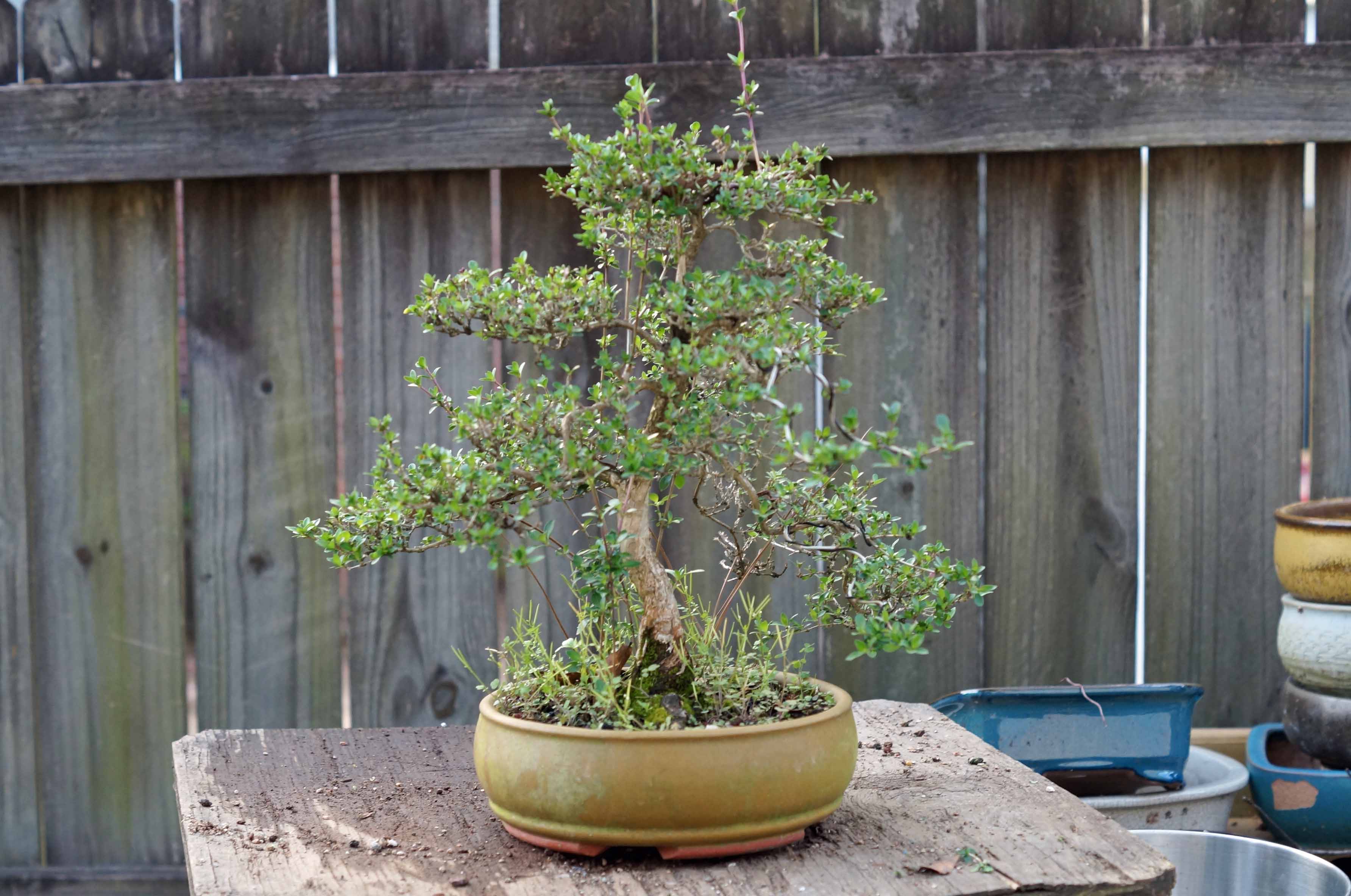 SERISSA DOESN'T LIKE WET FEET...