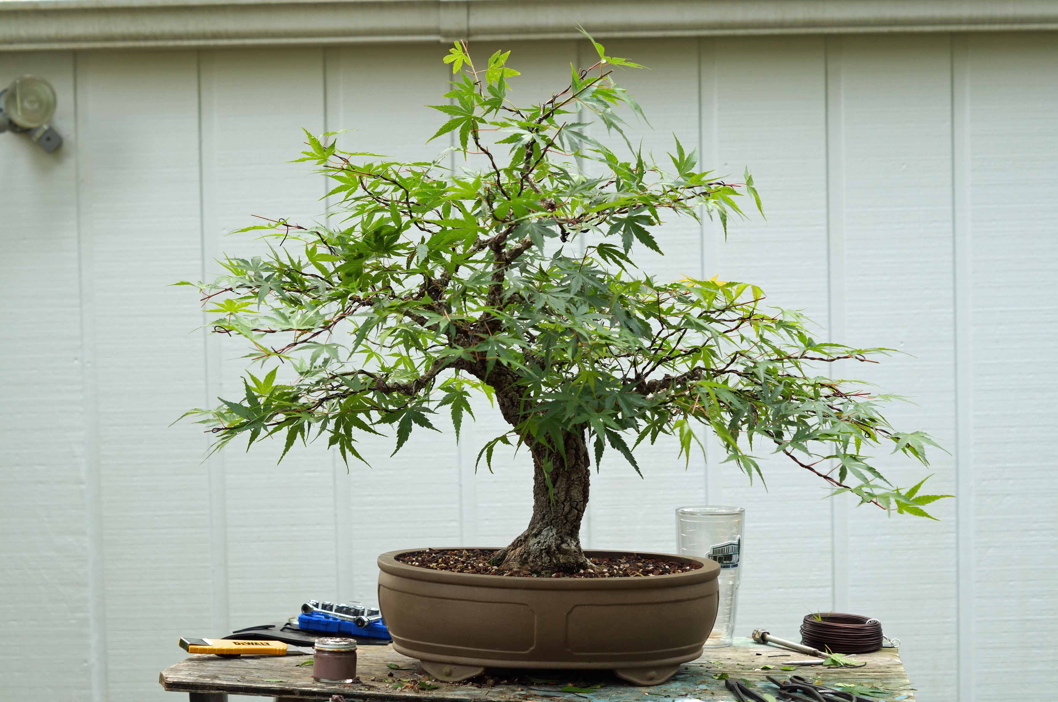 TRYING TO TAME A JAPANESE MAPLE &quot;ARAKAWA&quot;
