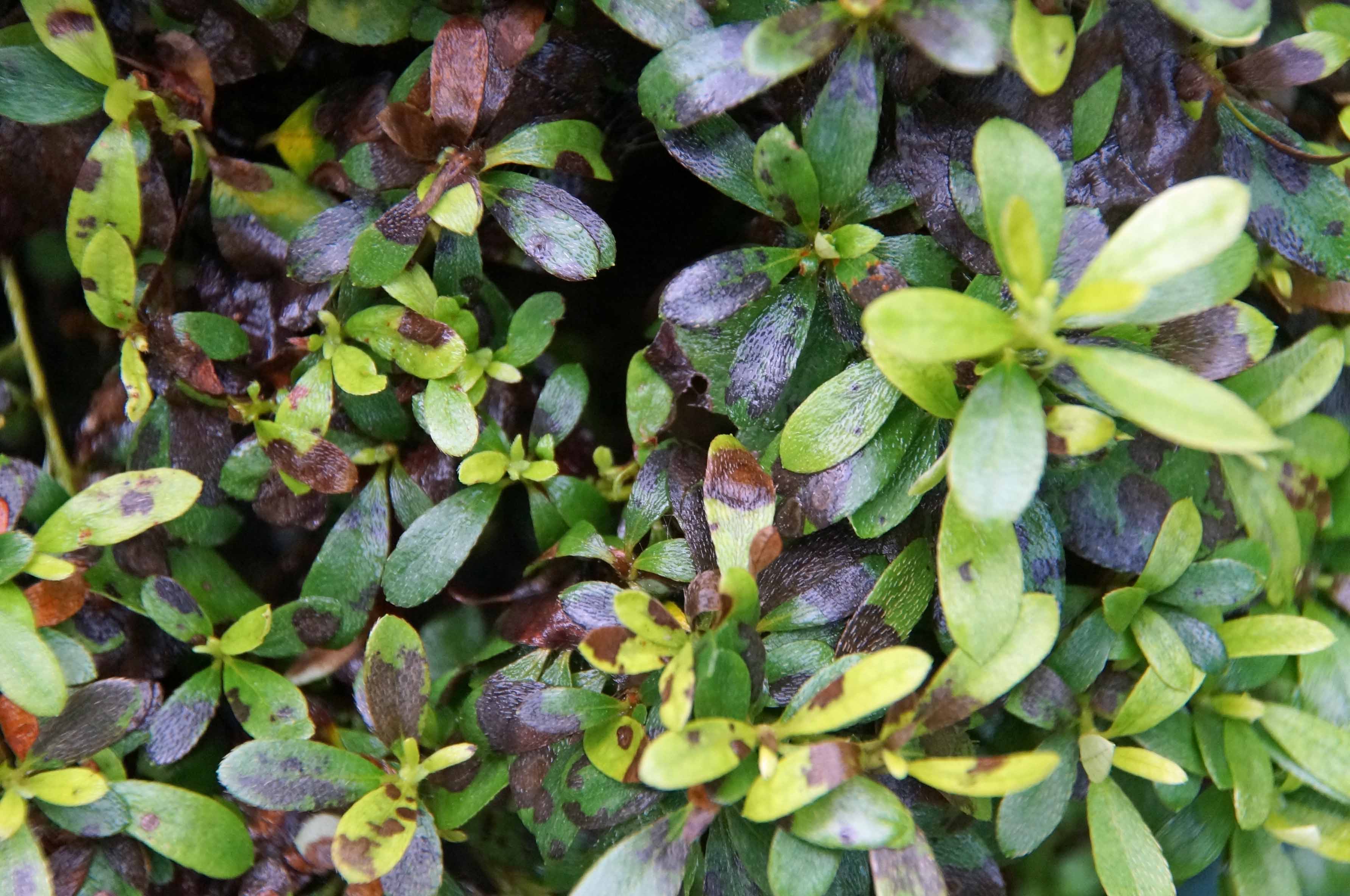 RHIZOCTONIA WEB BLIGHT