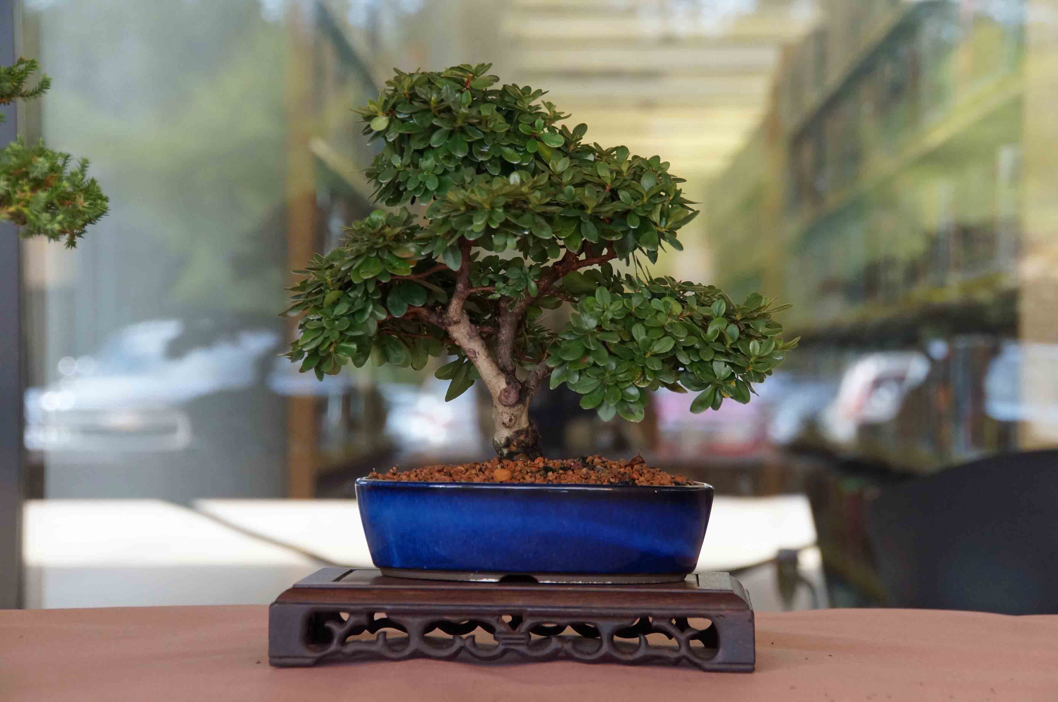Shohin Azalea - Me