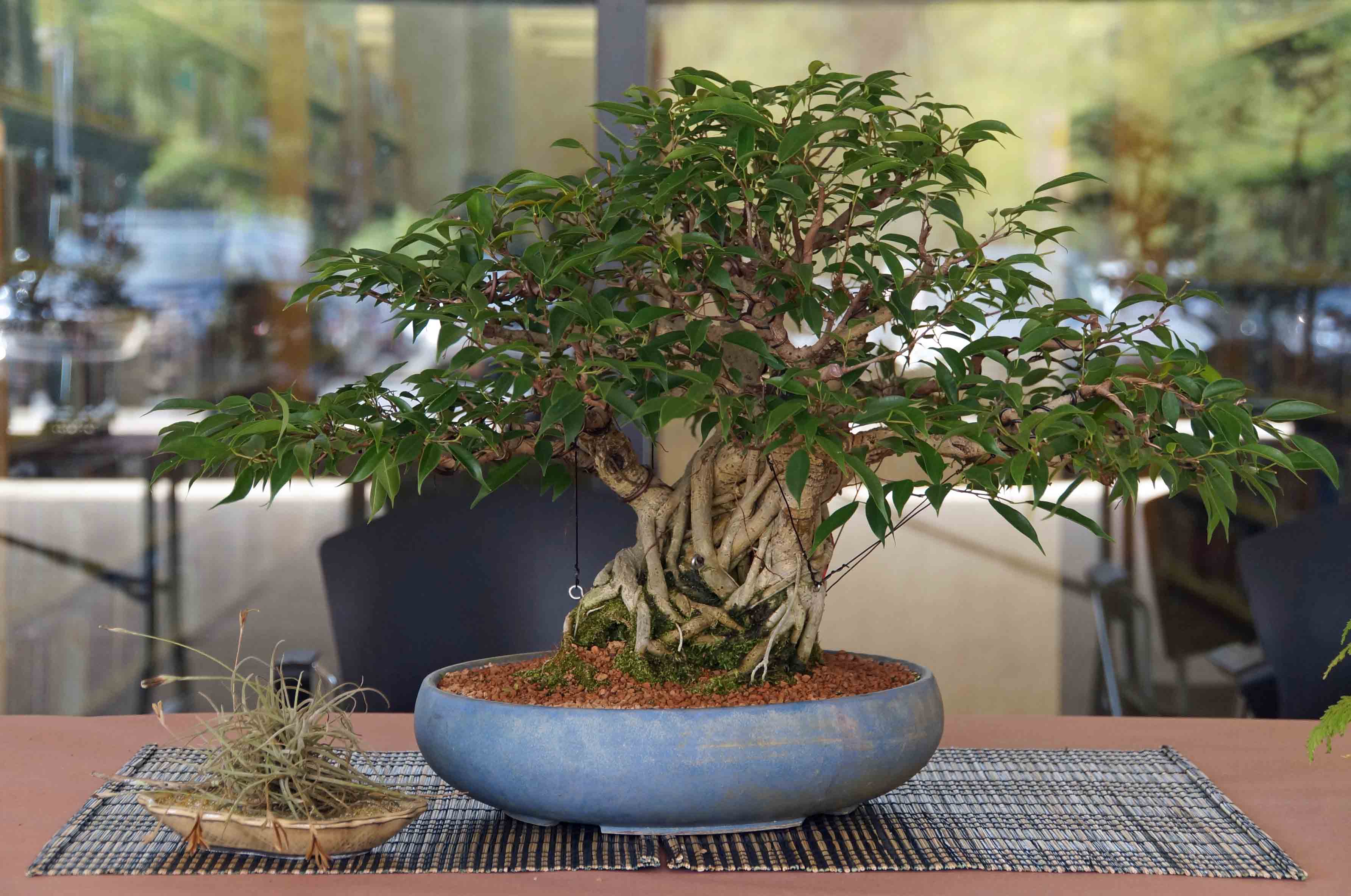 Ficus Benjamina - Me