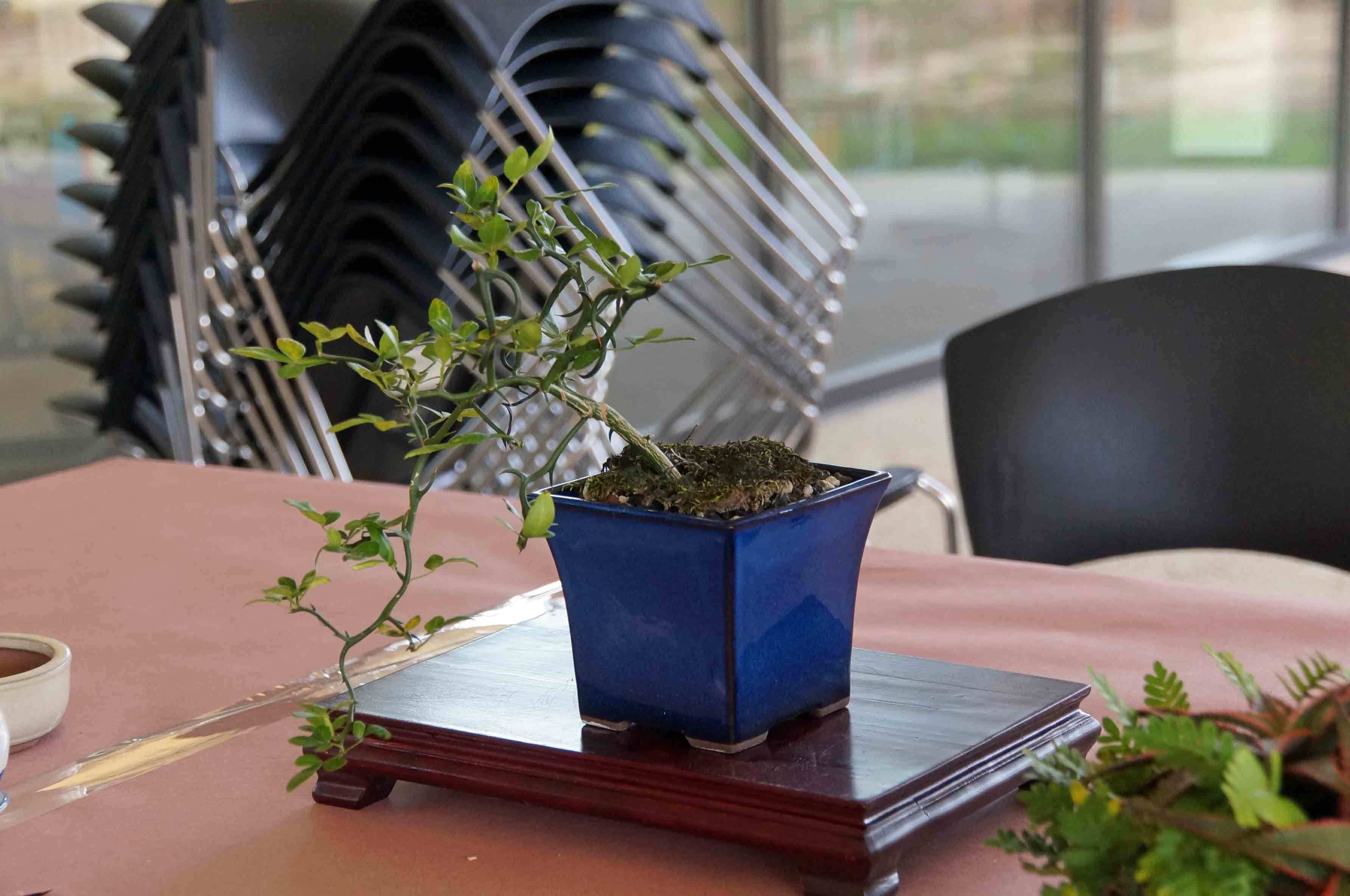 Orange Trifoliate Contorta - Joe Khun