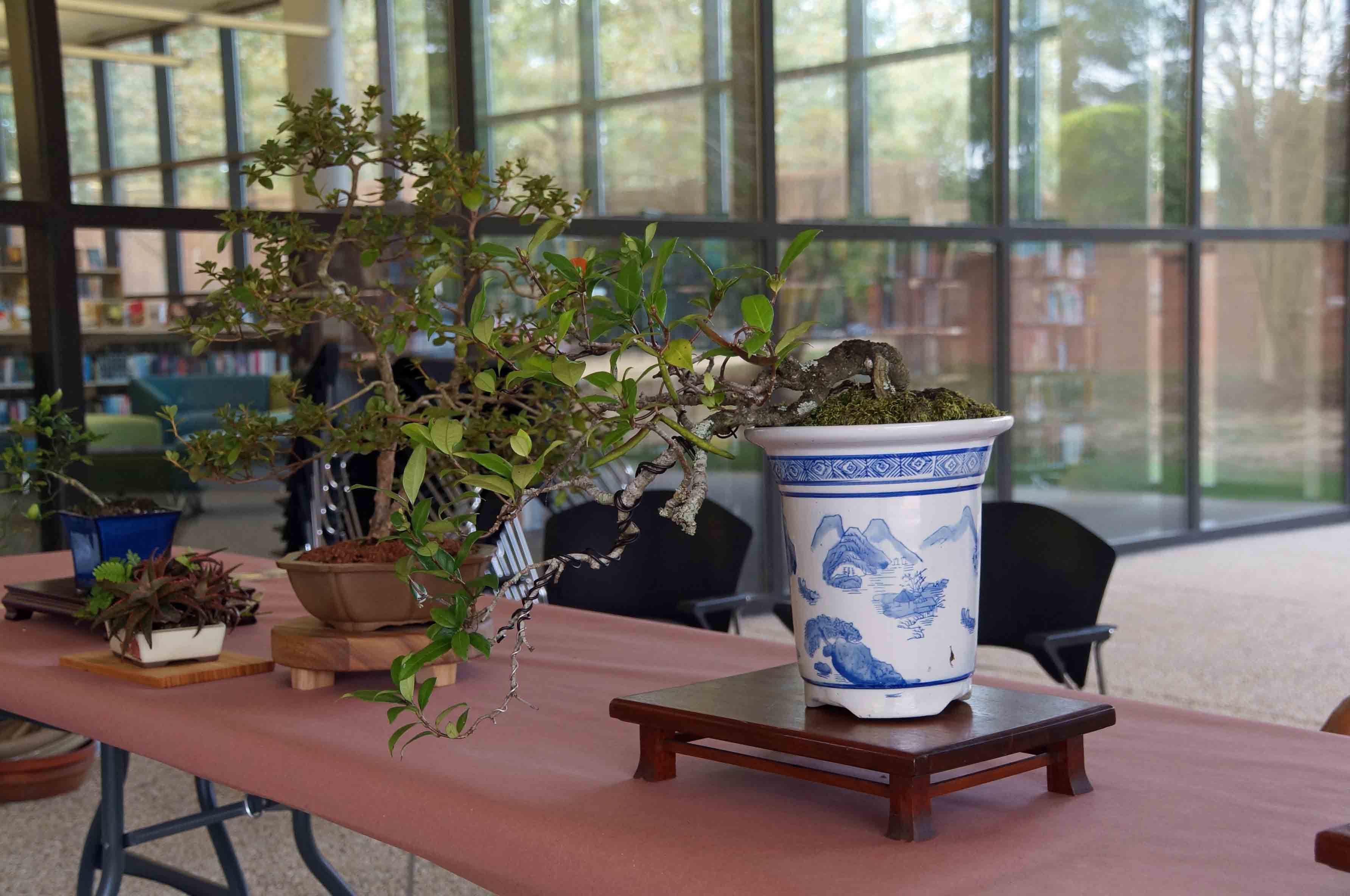 Confederate Jasmine - Joe Khun