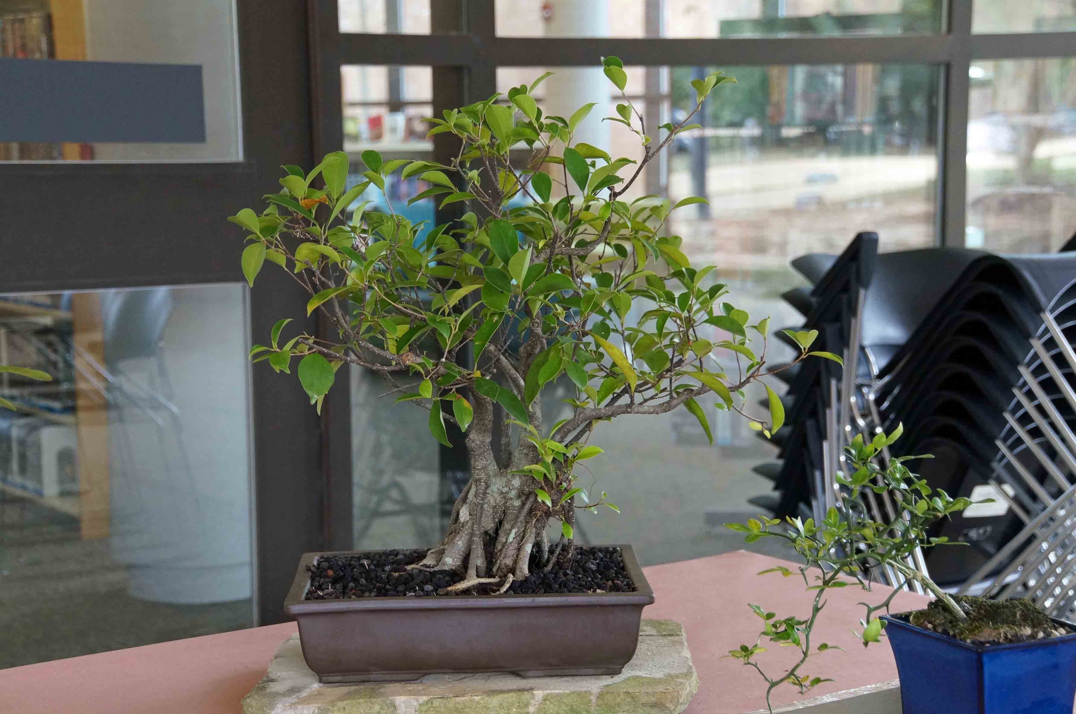 Ficus Retusa - Pete